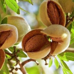 Pomi Fructiferi deosebiti  migdal