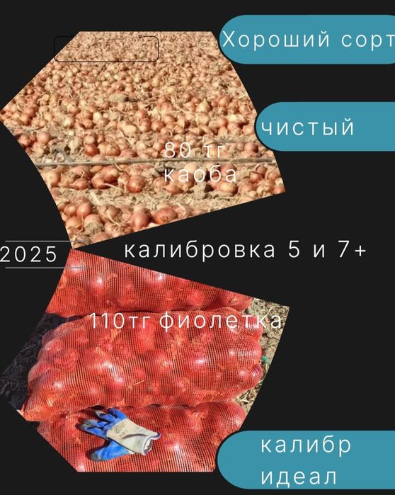 Лук репчаты, кумпер ,фиолетка