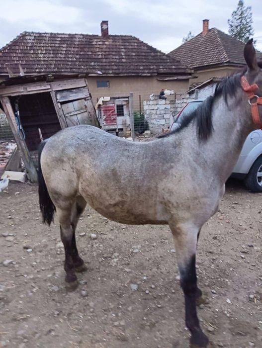 Vând mânz de 9 luni