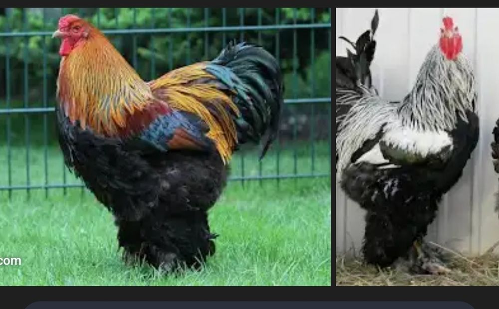 Яйца курей брама,кохинхин