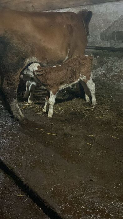 Vand trei vitei de pus la vaci