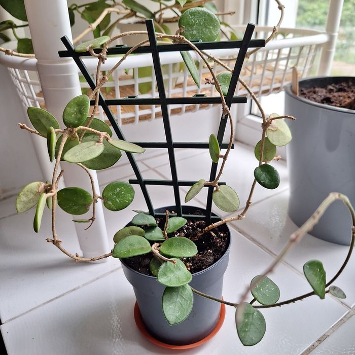 Хойи, комнатные растения