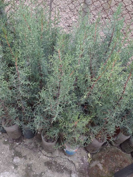 Дърво кипарѝс (Cupressus sempervirens)