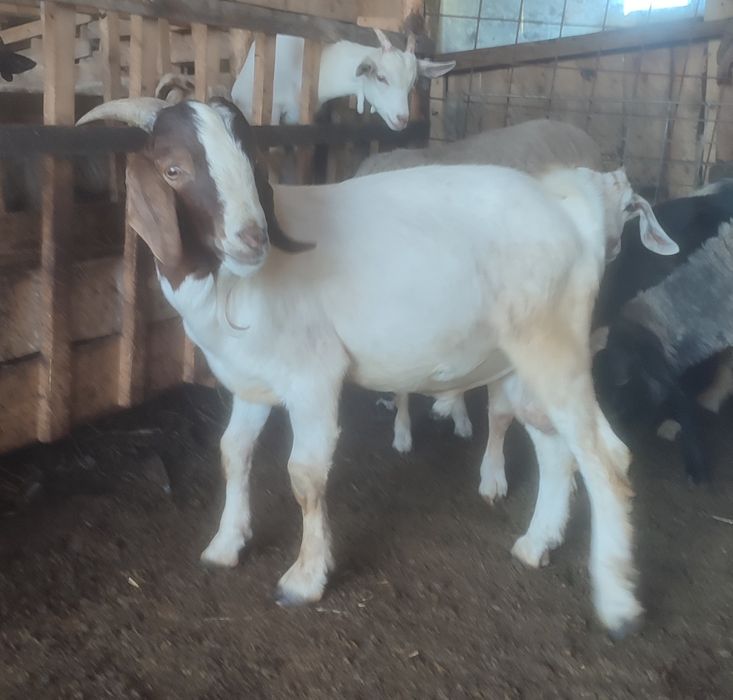 Țap Boer de 8 luni