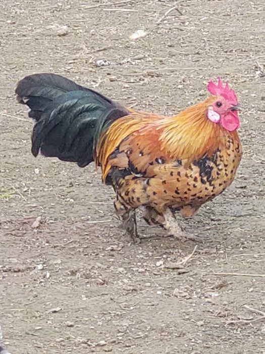 De vânzare o pereche de iopani