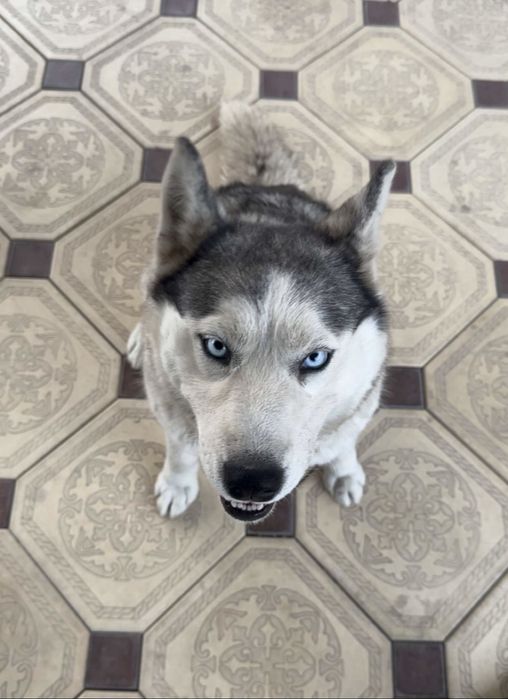 Продается хаски цена договорная