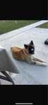 Ofer spre adoptie femela akita american 8 luni