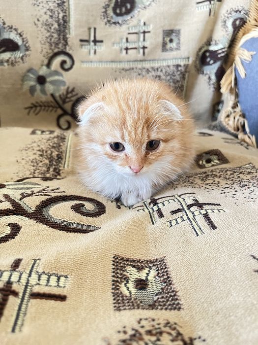 Отдам котенка в добрые ручки