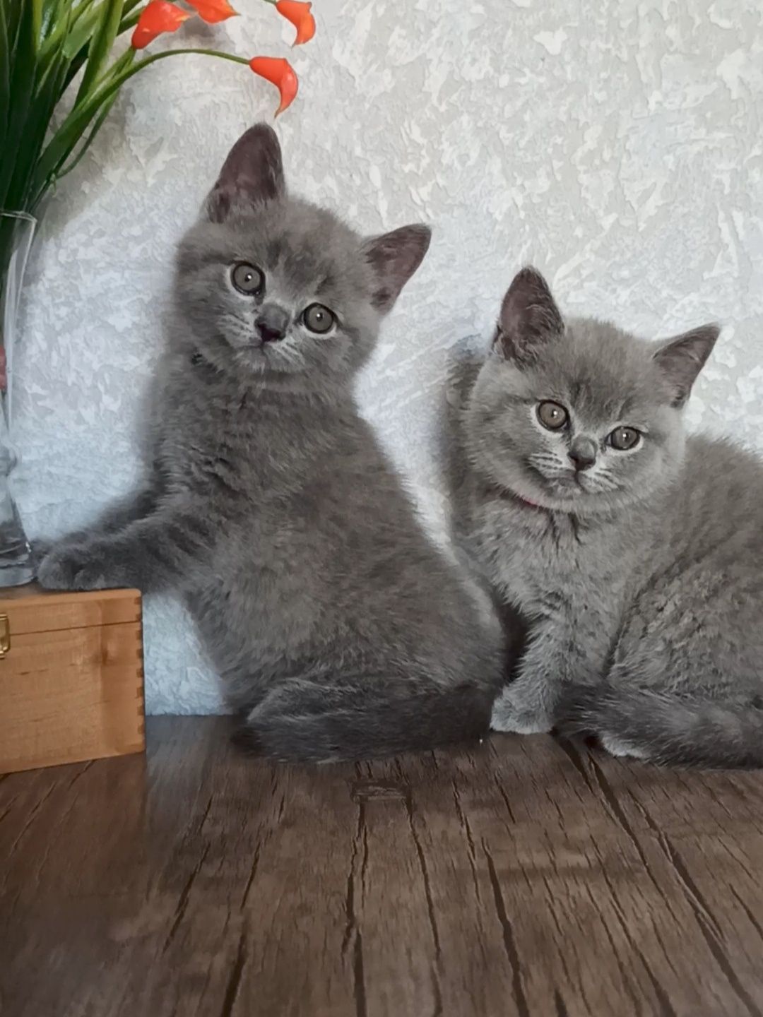 Продаются очаровательные британцы
