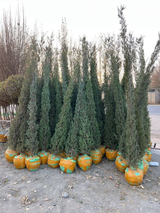 Archa va shamshodlar