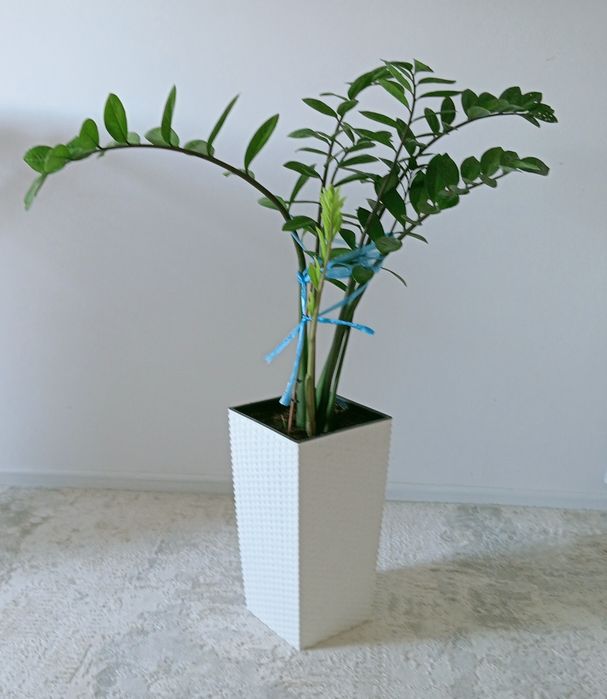 Долларовое дерево с кашпой,Самовывоз