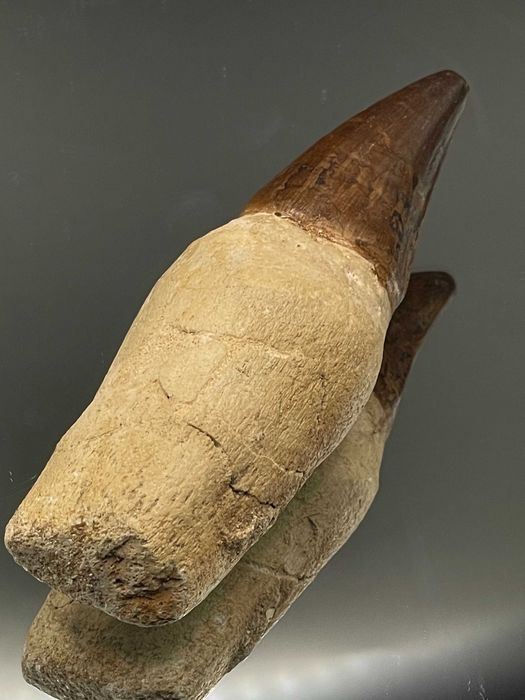 Зъб от Мозазавър с корен (100 мм) – Премиум фосил в рамка