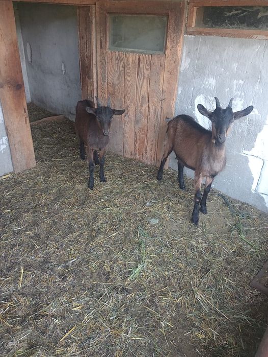 Vând Capre de rasă