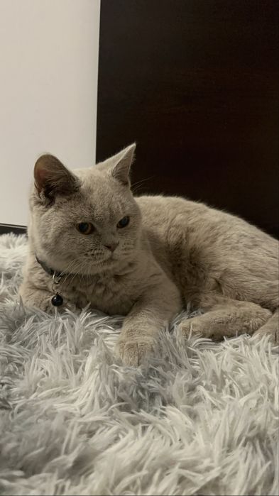 Pisoi British-Shorthair Cappucino