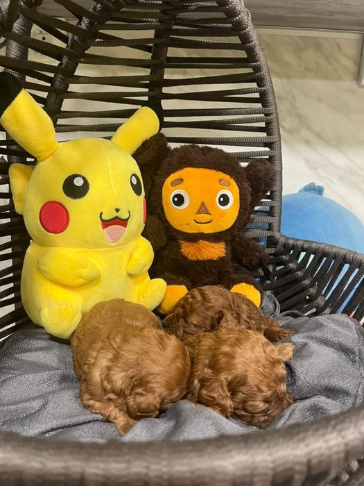 Малки сладури пудел той