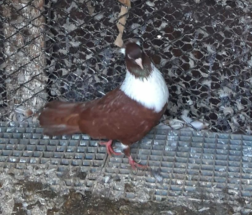 Мардини.Чирпански и типлери