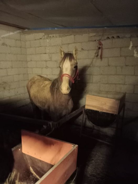 Тайлар полтарашка