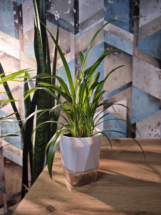 Хлорофитум на фитильном поливе