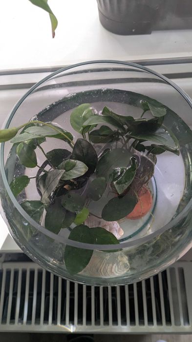 Vand acvariu Aquael cu accesorii si ornamente, bonus plante si pietris