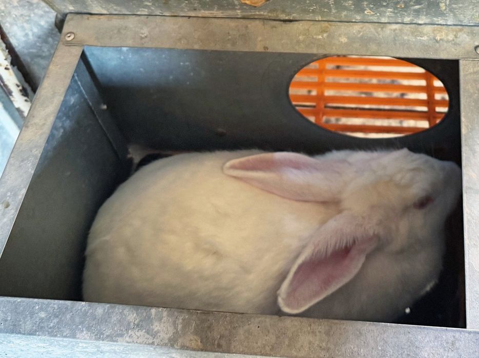 Hikol quyonlar sotiladi