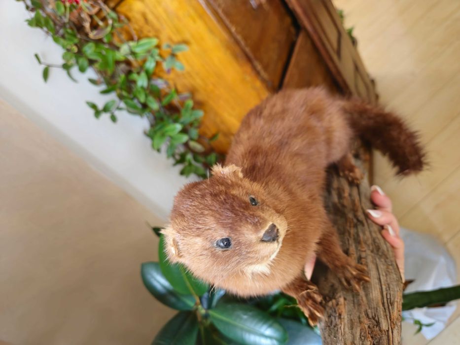 Nurca inpaiata ,taxidermie