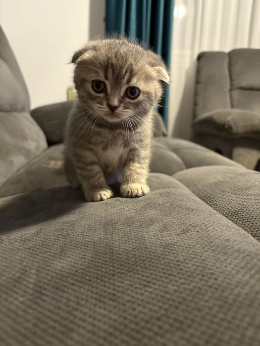 Puiuț pisică scottish fold