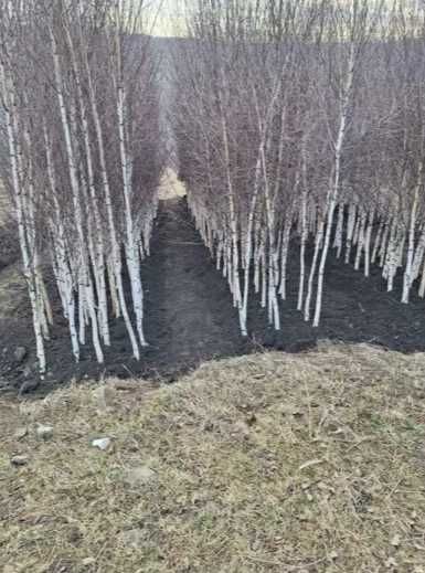 Platan, mesteacăn alb și arțar – alegerea perfectă pentru decor