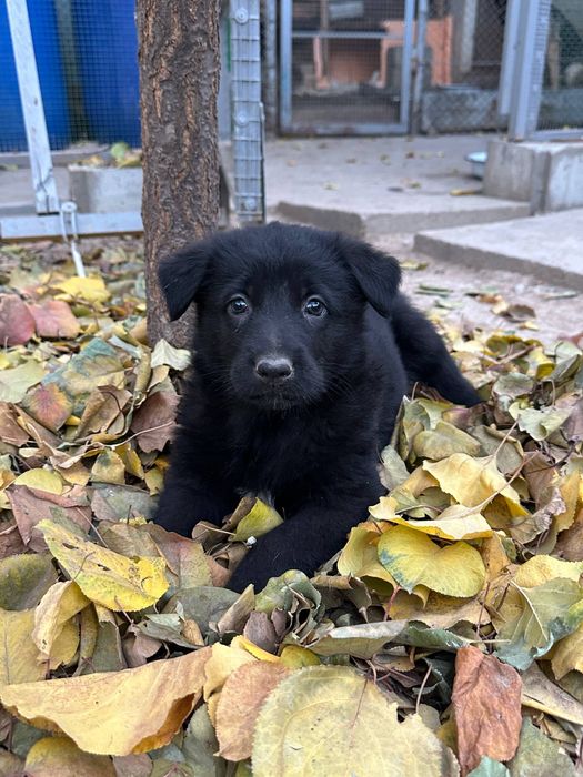 Щенок примесь немецкой овчарка