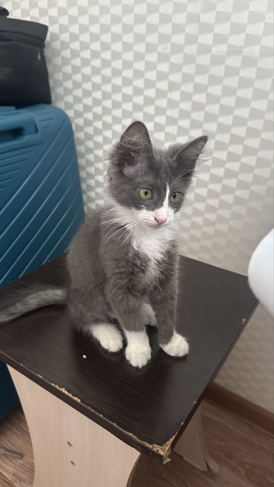 Котенок кішкентай Мысық