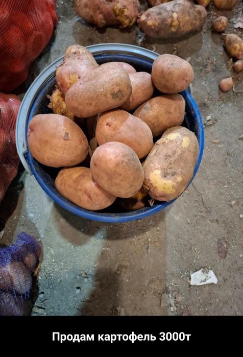 Дачный картофель 3 т 10л ведро