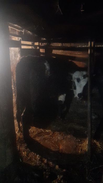 Продам быка 480 тысяч