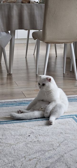 Отдам кота бесплатно