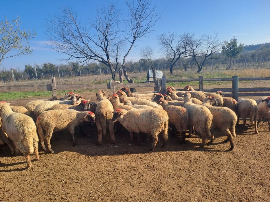 Oi tigaie de vanzare