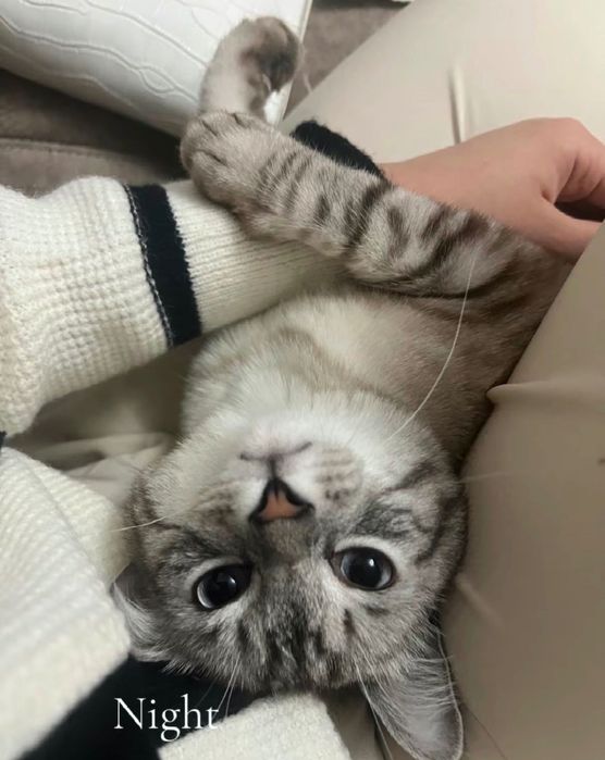 Отдам котика в хороший руки