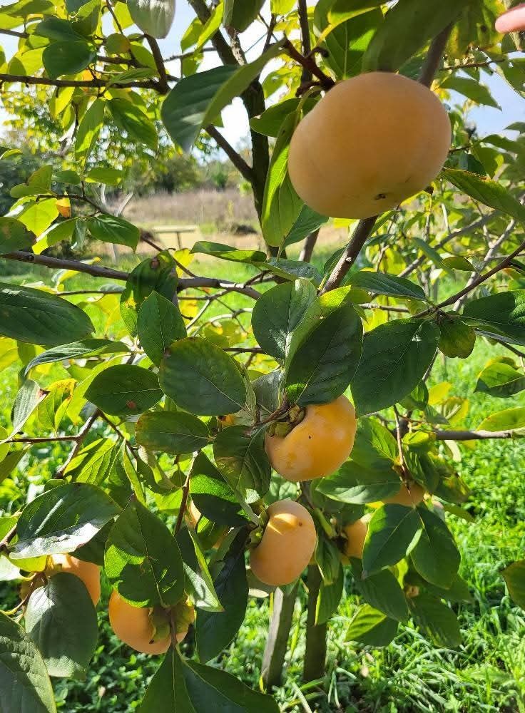 Kaki Jiro anul 3 la ghiveci