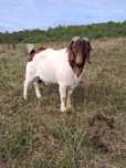 Vând țap de rasă boer