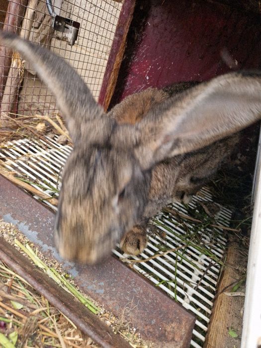 Iepuri Berbec German / Urias German