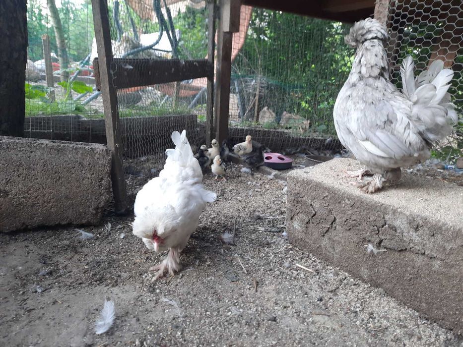 Оплодени яйца от Струмски бантам