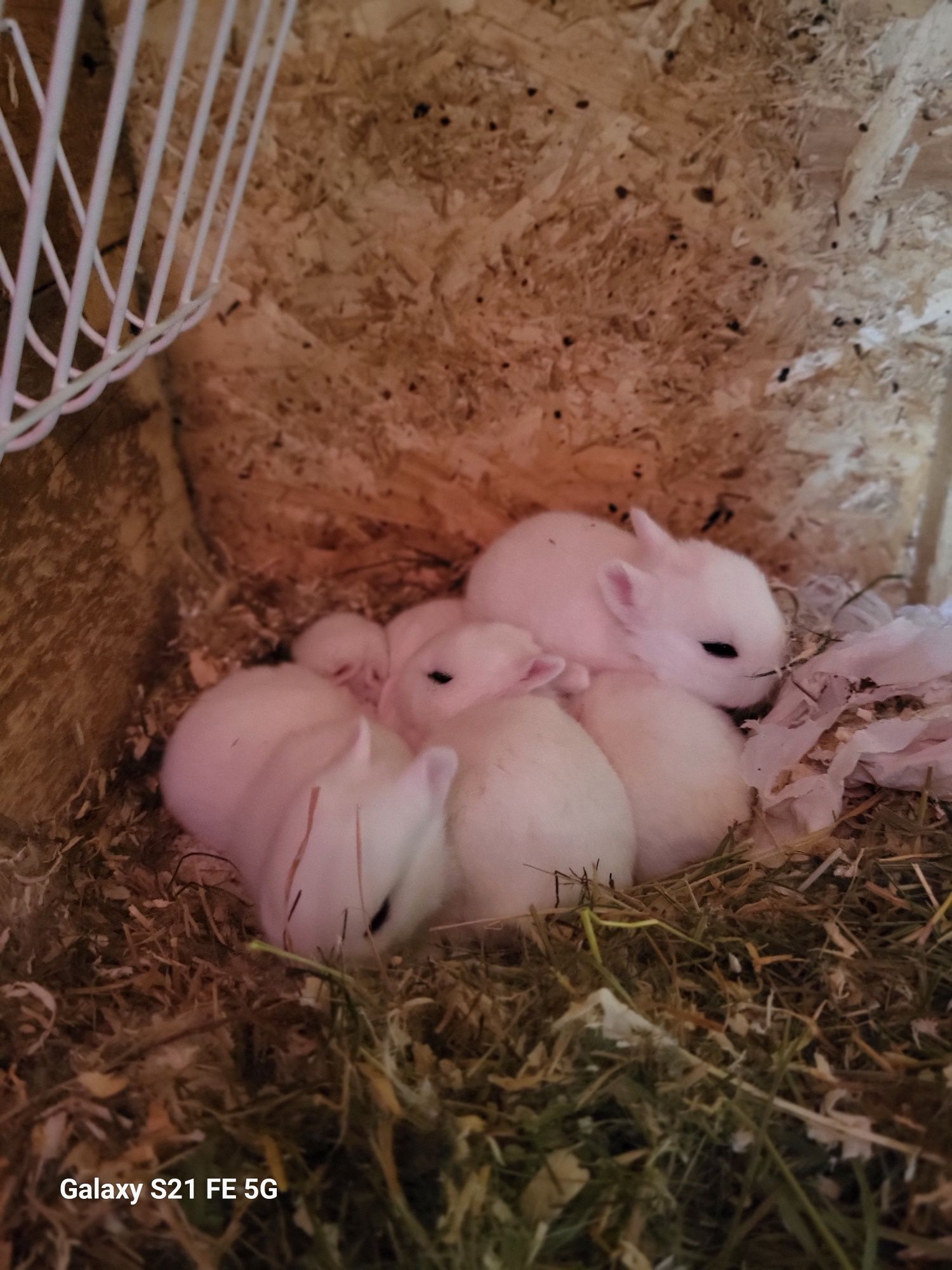 Pui iepuri hotot de companie talie mică