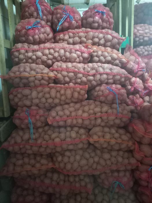 Cartofi de sămânța belarosa 1.80 calibrul 35...45