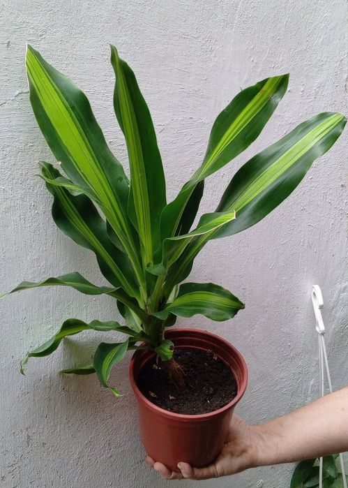 Драцена массанжеана. Драцена- дерево счастья. Цветы для дома и офиса