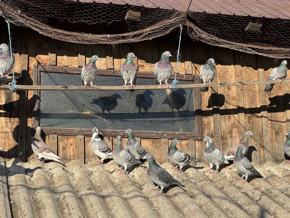 Porumbei la bucată și pereche