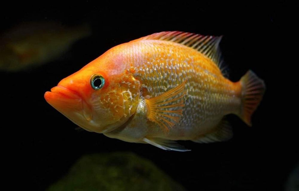 Продам рыбу. Петения и Липаринус