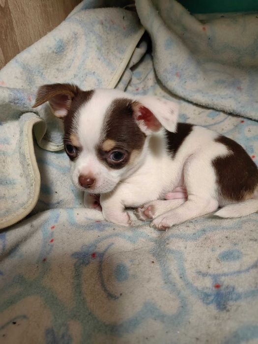 Чихуахуа момченце