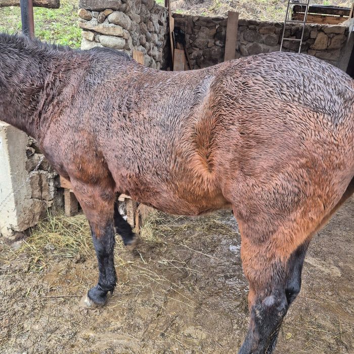 Se vinde cal de tinut