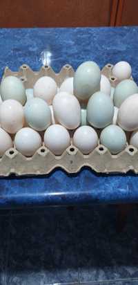 Ouă de rata pentru consum sau incubat