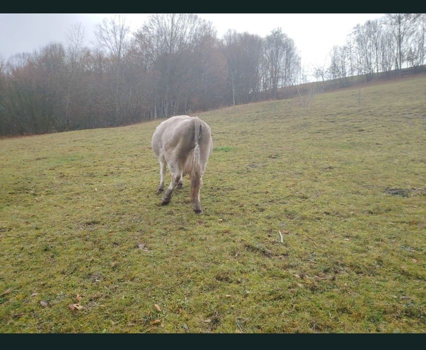 Vând vacă de 6 ani