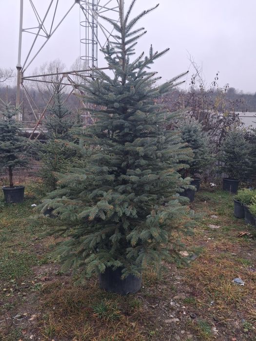 Brazii verzi si argintii