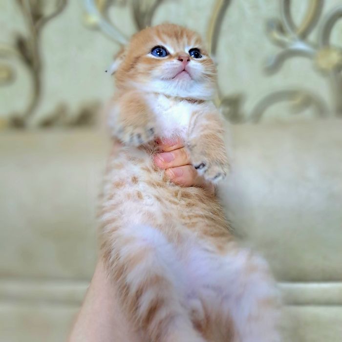 Котёнок от правильной вязки