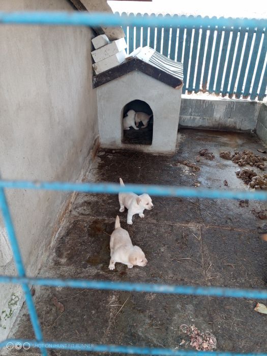 Donez căței labrador corciți